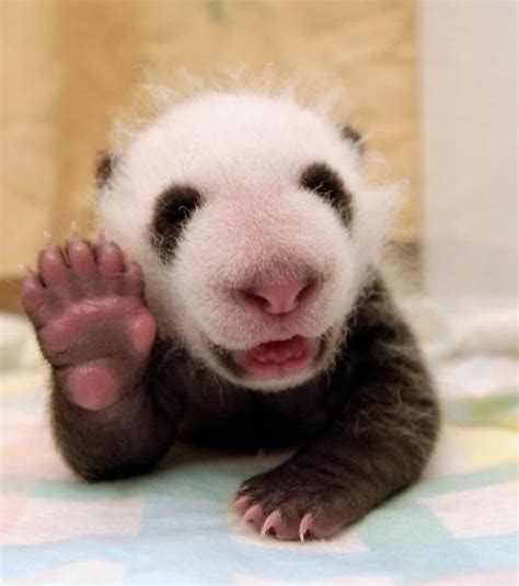 Ten Animals Waving Who Just Want to Say Hello or Goodbye