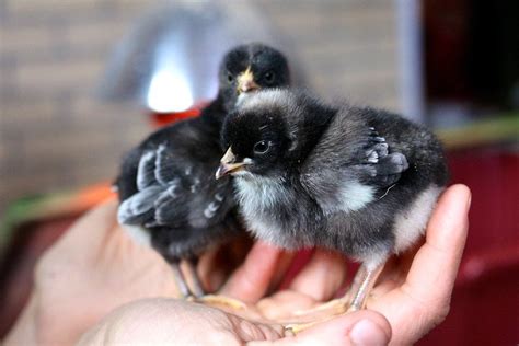 Cuckoo Marans Chickens: Breed & Care Guide - Eco Peanut