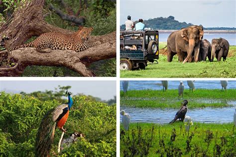 Yala National Park | Attractions in Sri lanka