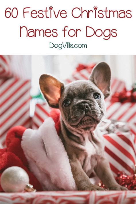 60 Fun & Festive Christmas Dog Names - DogVills | Dog names, Holiday ...