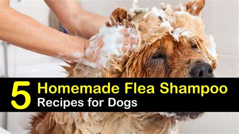 5 Amazing Homemade Flea Shampoo Recipes for Dogs