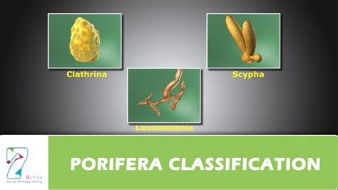 PORIFERA CLASSIFICATION - YouTube