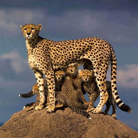 Ngorongoro Conservation Area | Animals, Cats and kittens, Animals wild