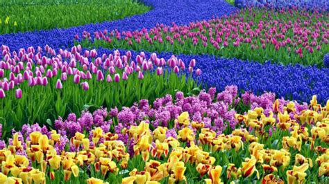 Frühlingsblumen im Haus oder im Garten bringen mehr Lebensfreude