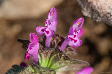 Lamium amplexicaule L. | Plants of the World Online | Kew Science