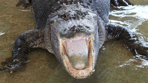 Fisherman Being Chased by a Huge Alligator - Animals Around The Globe