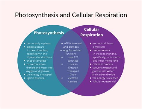 Ppt Photosynthesis Cellular Respiration Powerpoint Presentation