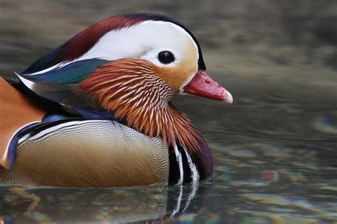 Mandarin Duck Male. | Ducks | Pinterest