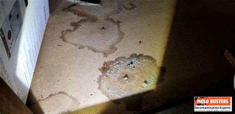 Mold in Carpet - Health Risks and Can Old Carpet Make You Sick