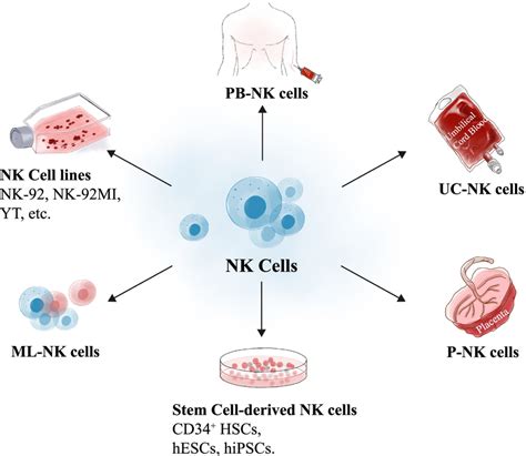 The schematic diagram of the sources of NK cells | Download Scientific ...