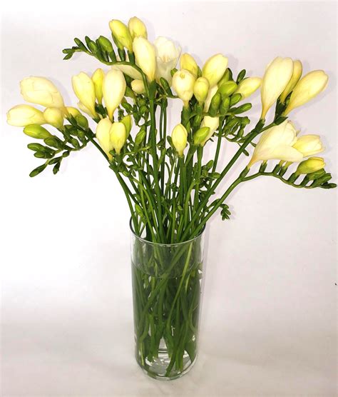 Freesia — Pike Place Flowers Freshest Flowers in Seattle