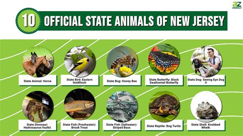 Discover the 10 Official State Animals of New Jersey - A-Z Animals