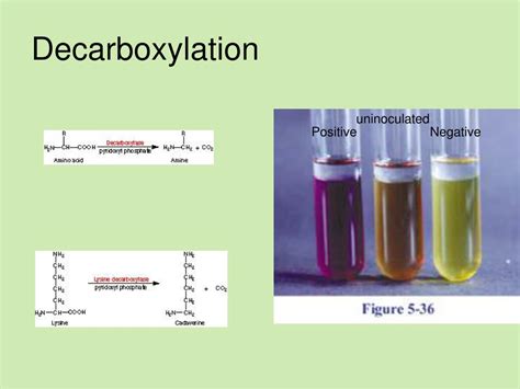 PPT - Microbiology Unknown Lab PowerPoint Presentation - ID:167204