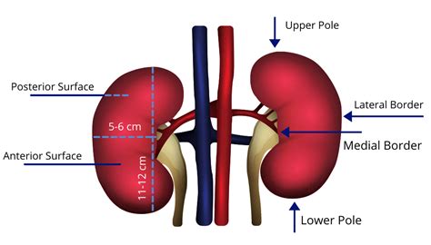 The Anatomy of the Kidney | Interactive Biology, with Leslie Samuel