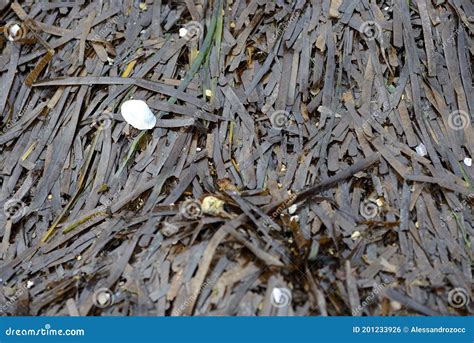 Stranded Posidonia Oceanica Seagrass Leaves Stock Photo - Image of oceanica, tapeweed: 201233926