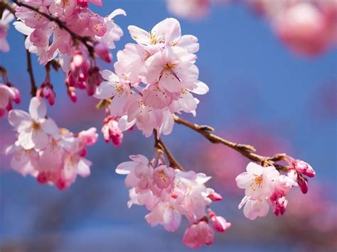 'Peak Bloom' Nears For Cherry Blossom Trees In Essex County | Belleville, NJ Patch