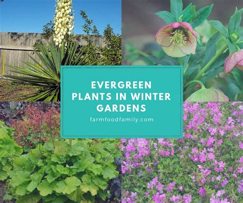 Evergreen Plants in Winter Gardens - FarmFoodFamily