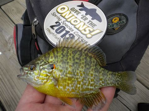 Sunfish, Pumpkinseed | www.roughfish.com