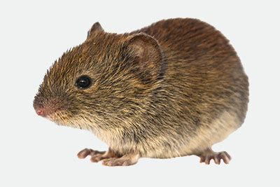 trap-type-compare-vole - H. B. Sherman Traps - Live Animal Traps