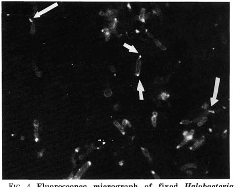 Halobacteria | Semantic Scholar