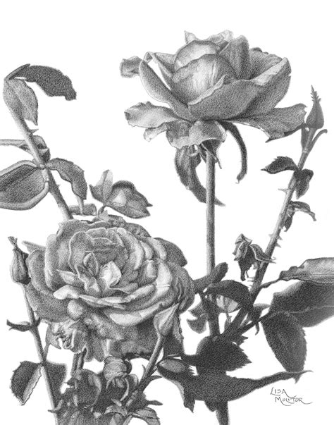 Share more than 151 easy rose flower drawings super hot - seven.edu.vn