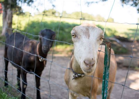 LaMancha Goat: Is This Earless Goat the Right Breed For You?