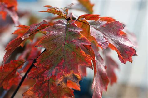 Beyond Burning Bush: Fall-Scaping for Gorgeous Late Season Landscapes ...