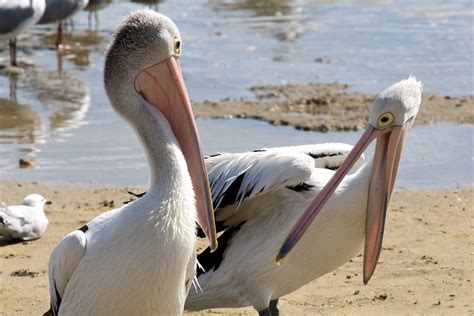 Australian Pelican – Birdshot Photography