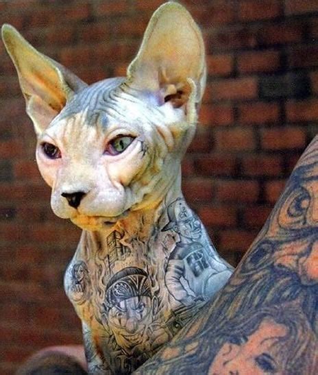 tattooed sphynx cat ... the most punk rock cat that's ever existed ...