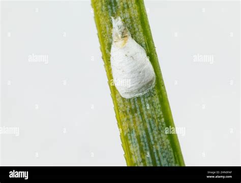 Overwintering pine needle scale insect eggs (Chionaspis pinifoliae ...