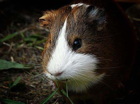 Why Is My Guinea Pig Grinding His Teeth?