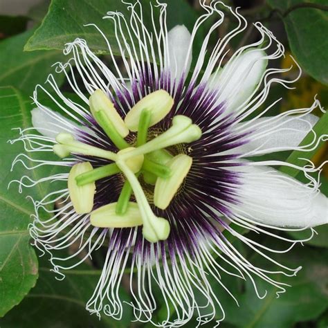 Passion Flower Seeds - Etsy