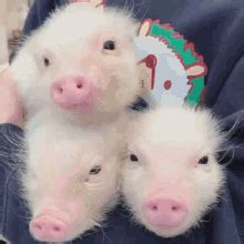 Pigs Cute GIF - Pigs Cute Friends - Discover & Share GIFs