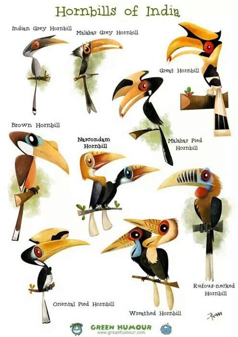 Hornbills of India Wildlife Of India, Wildlife Art, Bird Drawings, Animal Drawings, Bird ...