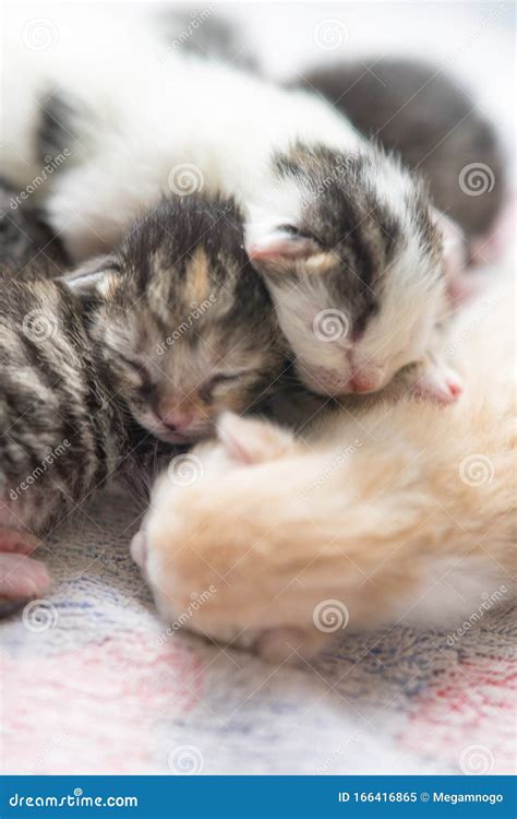 Newborn Kittens Sleeping, Small Baby Animals Sleep Stock Image - Image ...