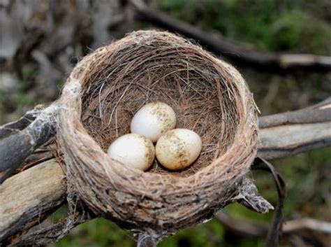 A Willie Wagtail’s nest | Wagtail, Australian birds, Raising chicks