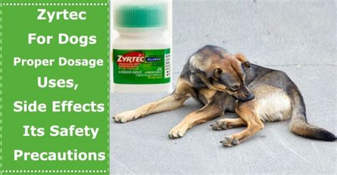 Zyrtec For Dogs: Proper Dosage, Uses, Side Effects and Its Safety Precautions - PetXU