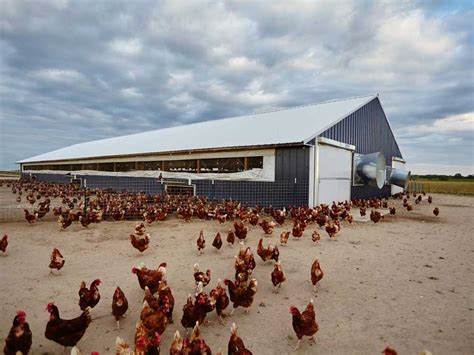 Chicken Barn - Prairie Building Systems