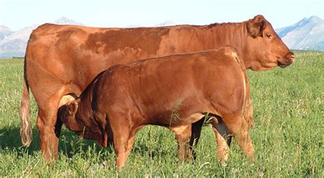 Red Simmental | Simmental Australia