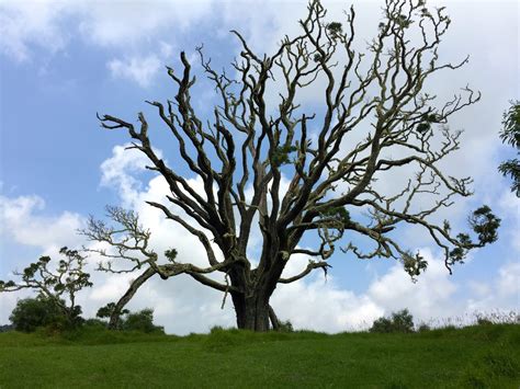 Denby Fawcett: Restoring Oahu's Nearly Vanished Native Forests - Honolulu Civil Beat