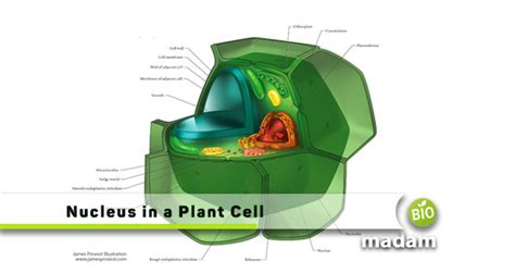 Function of a Nucleus in a Plant Cell - biomadam