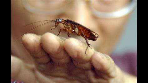 Cockroach Milk: The Next Superfood? | 5newsonline.com