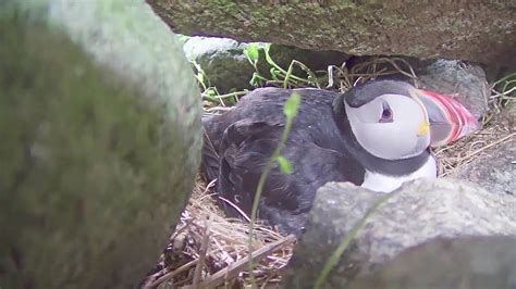 Atlantic Puffin Burrow Cam - baby puffins | Explore.org