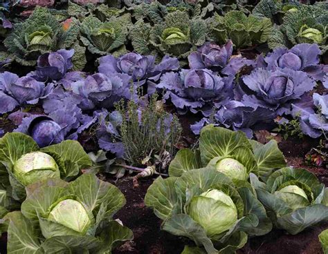 Organic Cabbage Farming, Steps, Cultivation Practices | Agri Farming