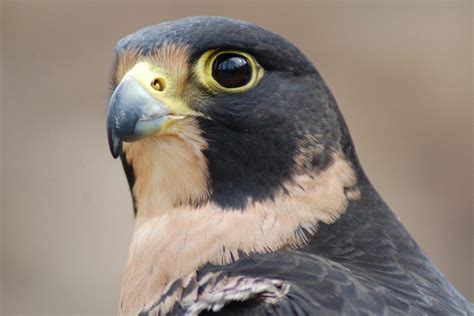 My favorite facts about Peregrine Falcons - Center of the West