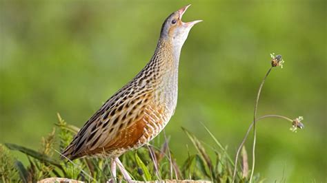 Corn Crake (Crex crex). One of Scotland’s rarest breeding birds could ...