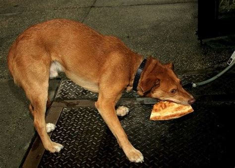 Dogs Eating Pizza - Barnorama