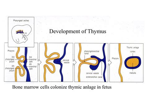 PPT - Development of Thymus PowerPoint Presentation, free download - ID ...