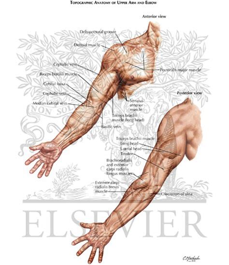 Upper Limb: Surface Anatomy