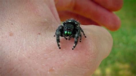 Macro Video of an Adult Female Phidippus Audax Jumping Spider - YouTube